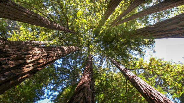 How Our Tree Care Process Works  in  Sheffield, IA