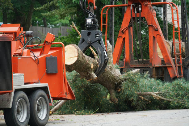 Leaf Removal in Sheffield, IA